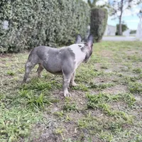 Stormy, a female French Bulldog for sale in Naples, FL – Photo 9 of 10