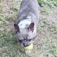 Stormy, a female French Bulldog for sale in Naples, FL – Photo 6 of 10