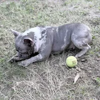 Stormy, a female French Bulldog for sale in Naples, FL – Photo 10 of 10