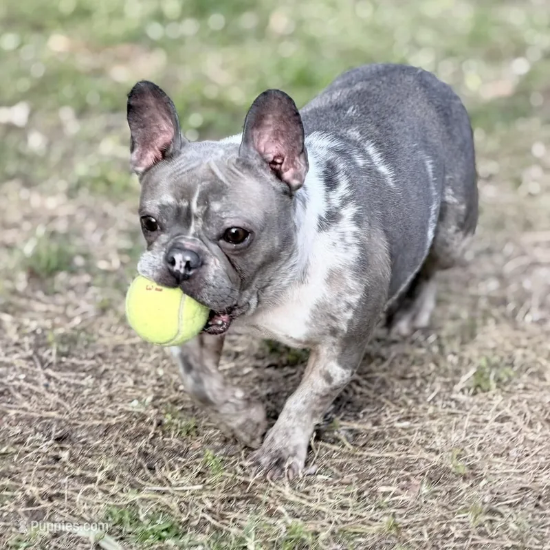 Stormy – French Bulldog puppy for sale in Naples, FL