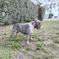 Stormy, a female French Bulldog for sale in Naples, FL – Photo 8 of 10