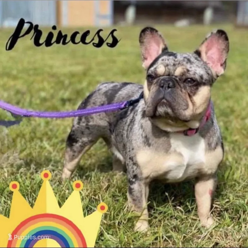 Princess, a female French Bulldog for sale in Naples, FL – Photo 1 of 10