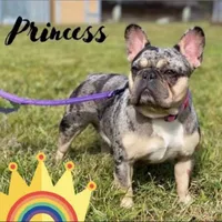 Princess, a female French Bulldog for sale in Naples, FL – Photo 1 of 10