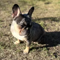 Princess, a female French Bulldog for sale in Naples, FL – Photo 8 of 10