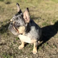 Princess, a female French Bulldog for sale in Naples, FL – Photo 7 of 10