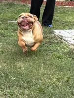 Scarlet, a female English Bulldog for sale in Naples, FL – 4 of 7