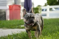 Axel, a male French Bulldog for sale in Naples, FL – 2 of 7