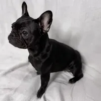 Coco, a female French Bulldog for sale in Naples, FL – Photo 6 of 10