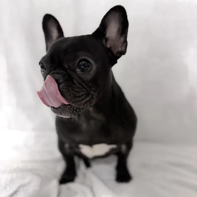 Coco – French Bulldog puppy for sale in Naples, FL