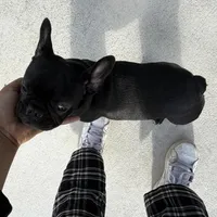 Coco, a female French Bulldog for sale in Naples, FL – Photo 10 of 10