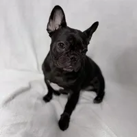 Coco, a female French Bulldog for sale in Naples, FL – Photo 8 of 10