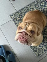 Scarlet, a female English Bulldog for sale in Naples, FL – 5 of 7