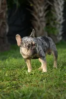 Axel, a male French Bulldog for sale in Naples, FL – 7 of 7