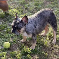 Princess, a female French Bulldog for sale in Naples, FL – Photo 10 of 10