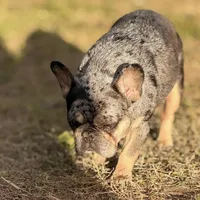 Princess, a female French Bulldog for sale in Naples, FL – Photo 5 of 10