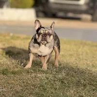 Princess, a female French Bulldog for sale in Naples, FL – Photo 4 of 10