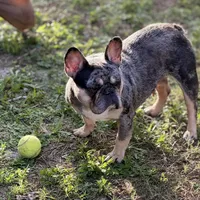 Princess, a female French Bulldog for sale in Naples, FL – Photo 9 of 10