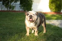 Tesla, a female English Bulldog for sale in Naples, FL – 7 of 7