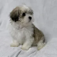 Gravy, a male Maltese and Shih Tzu for sale in Naples, FL – Photo 8 of 8