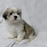 Gravy, a male Maltese and Shih Tzu for sale in Naples, FL – Photo 7 of 8