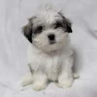Gravy, a male Maltese and Shih Tzu for sale in Naples, FL – Photo 1 of 8