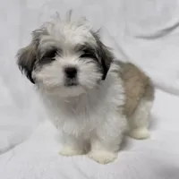 Gravy, a male Maltese and Shih Tzu for sale in Naples, FL – Photo 4 of 8