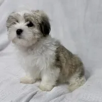 Gravy, a male Maltese and Shih Tzu for sale in Naples, FL – Photo 6 of 8