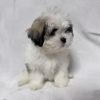 Gravy, a male Maltese and Shih Tzu for sale in Naples, FL – Photo 3 of 8