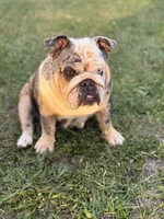 Tesla, a female English Bulldog for sale in Naples, FL – 5 of 7
