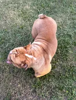 Scarlet, a female English Bulldog for sale in Naples, FL – 7 of 7
