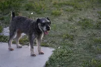 Yoshi, a male Miniature Schnauzer for sale in Naples, FL – Photo 9 of 10