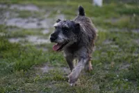 Yoshi, a male Miniature Schnauzer for sale in Naples, FL – Photo 7 of 10