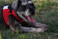Yoshi, a male Miniature Schnauzer for sale in Naples, FL – Photo 10 of 10