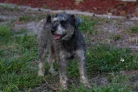 Yoshi, a male Miniature Schnauzer for sale in Naples, FL – Photo 8 of 10