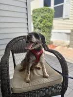 Yoshi, a male Miniature Schnauzer for sale in Naples, FL – Photo 3 of 10