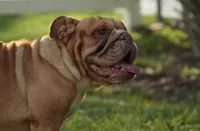 Scarlet, a female English Bulldog for sale in Naples, FL – 2 of 7