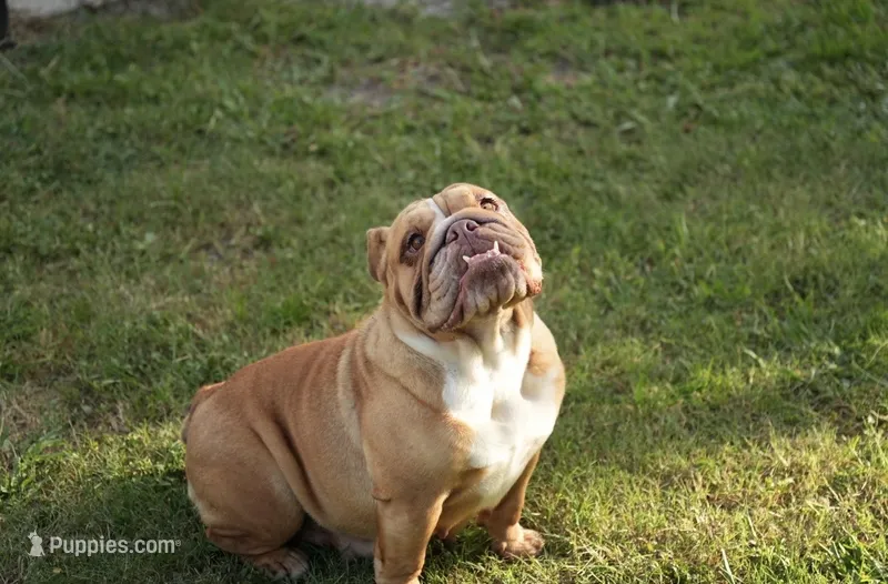 Scarlet – English Bulldog puppy for sale in Naples, FL