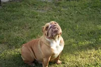 Scarlet, a female English Bulldog for sale in Naples, FL – 1 of 7