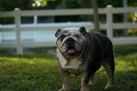 Tesla, a female English Bulldog for sale in Naples, FL – 6 of 7