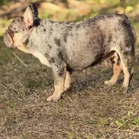 Princess, a female French Bulldog for sale in Naples, FL – Photo 6 of 10