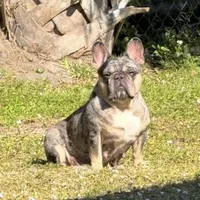 Princess, a female French Bulldog for sale in Naples, FL – Photo 2 of 10