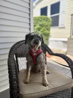 Yoshi, a male Miniature Schnauzer for sale in Naples, FL – Photo 2 of 10