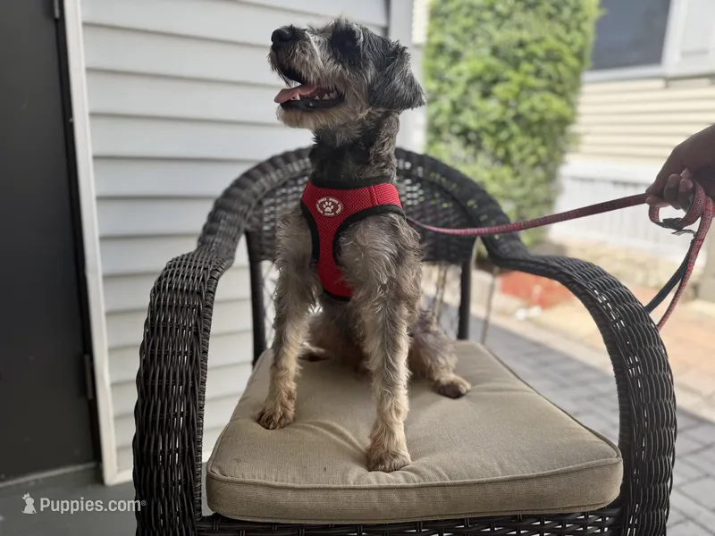 Yoshi, a male Miniature Schnauzer for sale in Naples, FL – Photo 1 of 10
