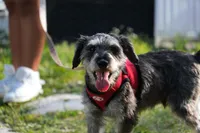 Yoshi, a male Miniature Schnauzer for sale in Naples, FL – Photo 5 of 10