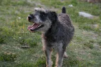 Yoshi, a male Miniature Schnauzer for sale in Naples, FL – Photo 7 of 10