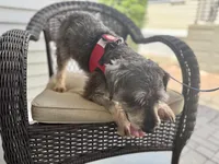 Yoshi, a male Miniature Schnauzer for sale in Naples, FL – Photo 3 of 10