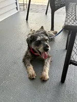 Yoshi, a male Miniature Schnauzer for sale in Naples, FL – Photo 4 of 10