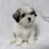 Turkey, a male Maltese and Shih Tzu for sale in Naples, FL – Photo 4 of 7