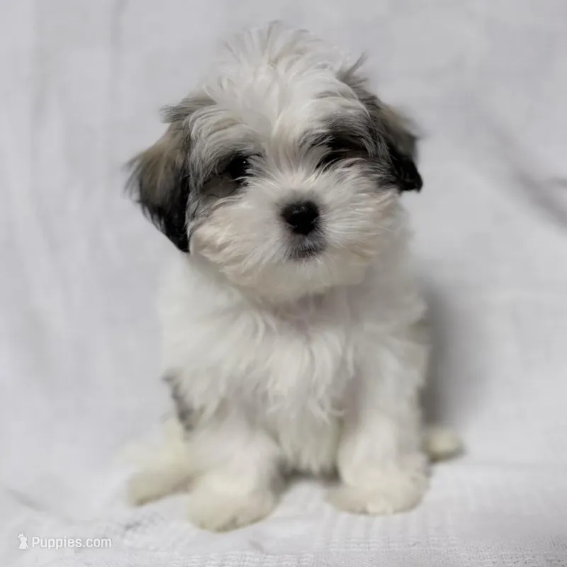Turkey, a male Maltese and Shih Tzu for sale in Naples, FL – Photo 1 of 7