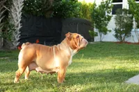 Scarlet, a female English Bulldog for sale in Naples, FL – 2 of 5